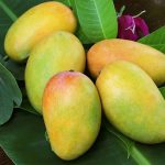 Mơ thấy quả xoài báo điềm tốt hay xấu? Nên đánh số mấy trúng lớn?