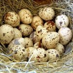 Mơ thấy trứng chim là điềm lành hay dữ, đánh đề số nào đẹp nhất?
