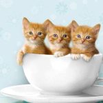 Giải mã: Điềm báo hung hay cát khi nằm mơ thấy mèo?