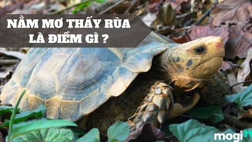 giấc mơ mơ thấy rùa 