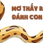 Mơ thấy rắn vàng là điềm báo gì? Nên đánh con số nào?