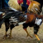 Đá Gà U888 – Nơi Thỏa Mãn Đam Mê Thành Viên Trọn Vẹn