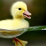 Mơ Thấy Vịt Đánh Đề Bao Nhiêu? Giải Mã Giấc Mơ Chính Xác