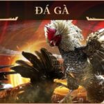 Đá gà 79KING – Sân đấu của các chiến kê hùng mạnh nhất