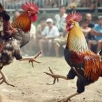Đá gà 188Bet – Địa chỉ cược gà đá uy tín và chất lượng nhất