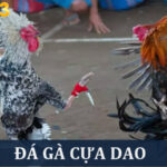 Đá Gà Cựa Dao – Thử Thách Với Các Trận Chiến “Nảy Lửa”