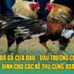 Đá Gà Cựa Dao – Đấu Trường Cực Đỉnh Cho Các Kê Thủ Cùng 8DAY