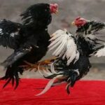 Đá gà Debet – Giải mã mẹo bắt kèo cực chuẩn của cao thủ