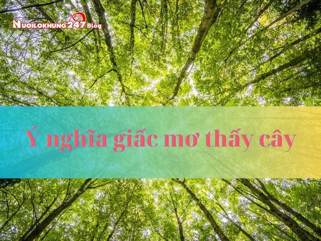 Ý nghĩa giấc mơ thấy cây