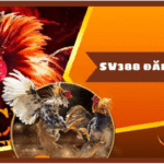 Đăng nhập SV388 nhanh chóng an toàn trải nghiệm cá cược đỉnh cao