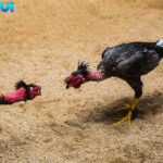 Giới Thiệu GVUI – Sân Chơi Đá Gà Trực Tuyến Hàng Đầu Việt Nam