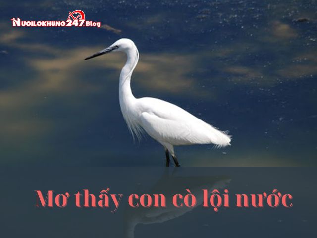 mơ thấy con cò