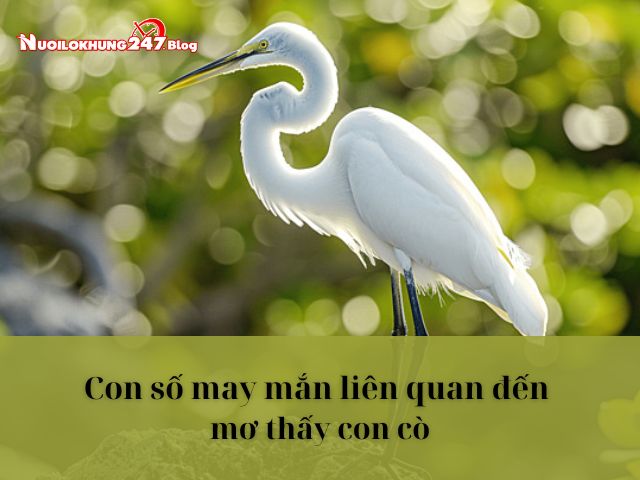 mơ thấy con cò