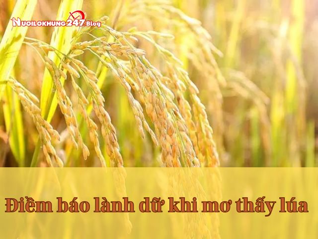 Mơ thấy lúa