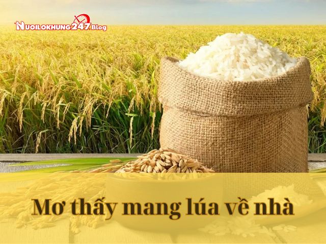 Mơ thấy lúa