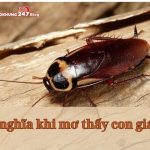 Tìm hiểu ý nghĩa khi nằm mơ thấy con gián chi tiết nhất