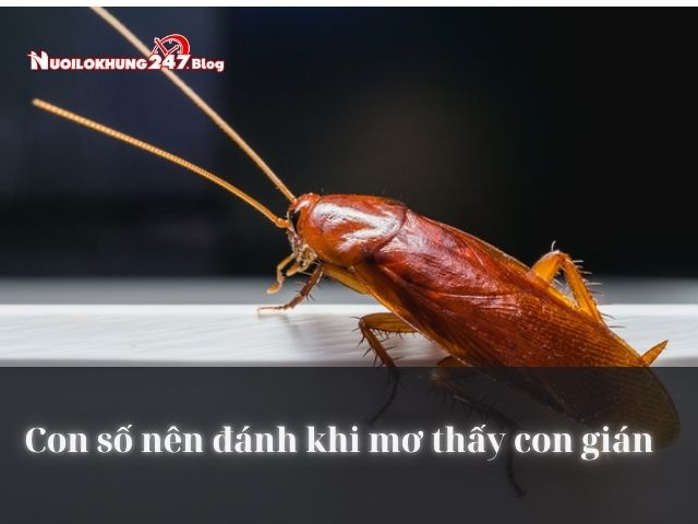 nằm mơ thấy con gián