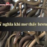 Giải mã: Mơ thấy lươn ý nghĩa gì? Con số may mắn?