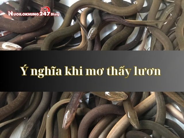 Giải mã: Mơ thấy lươn ý nghĩa gì? Con số may mắn?