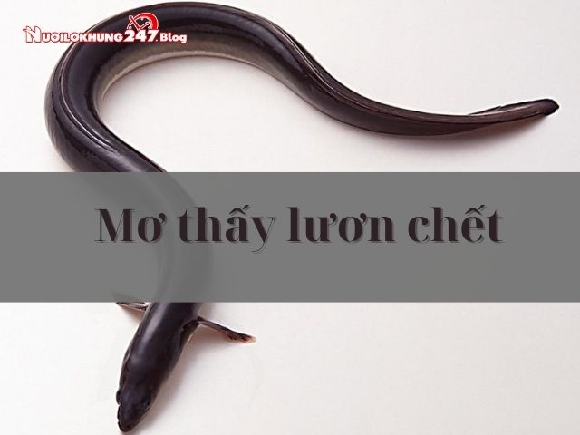  mơ thấy lươn 