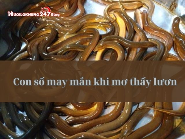  mơ thấy lươn 