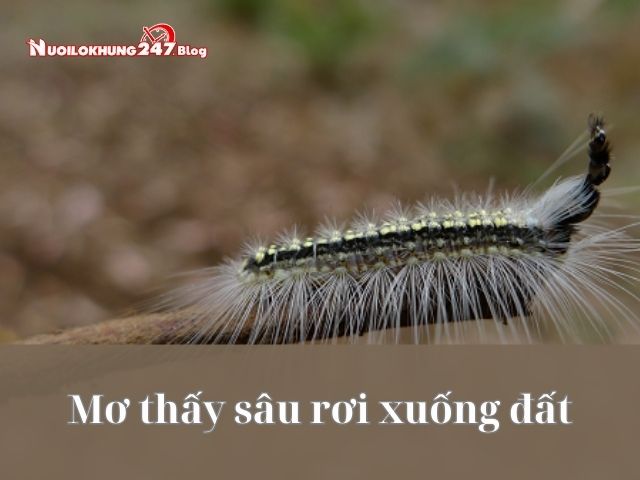 nằm mơ thấy sâu