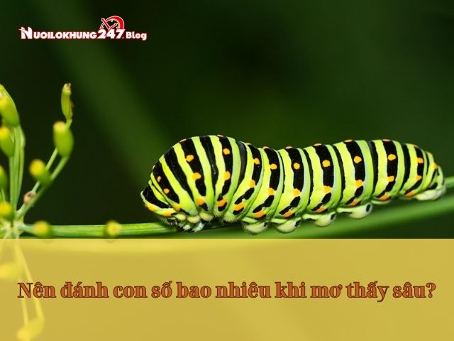 nằm mơ thấy sâu